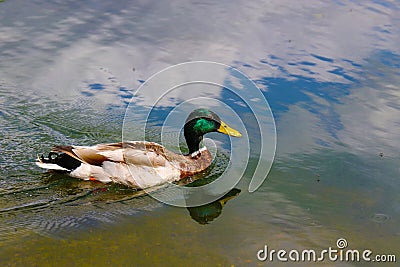 Ducks in the St. James Park, London. Stock Photo