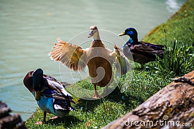 Ducks standing on river bank Stock Photo