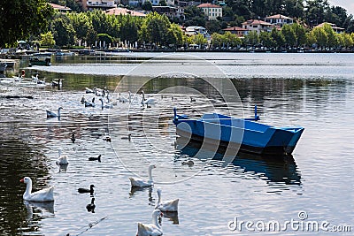 Ducks and swans against the background of the city of Kastoria and Orestias lake Stock Photo