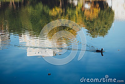 Ducks swim in the city pond. Reflection of the city in the water and the silhouette of ducks. Urban fauna Stock Photo
