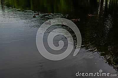 Ducks swim in pond with green grass and trees, cloudy gray sky reflected in water with ripples in the forest. Quiet city park Stock Photo