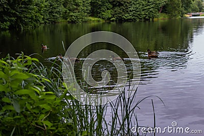 Ducks swim in pond among green grass and trees in the forest. Quiet city park. Cloudy sky reflected in water with ripples. Summer Stock Photo