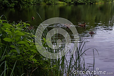 Ducks swim in pond with ripples among green grass and trees in the forest. Quiet city park. Cloudy sky reflected in water, rip Stock Photo