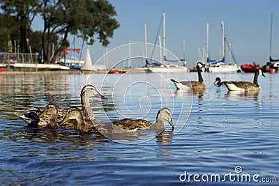 Ducks swimming on a lake Stock Photo