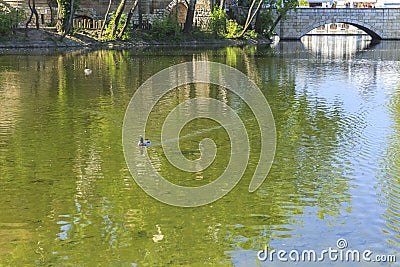 Ducks swimming in the pond in front of Vajdahunyad castle in Bud Stock Photo