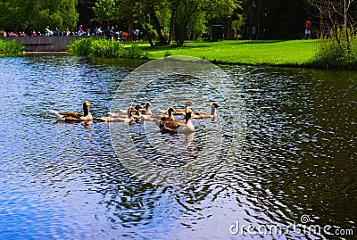 Ducks in the vondelpark swimming in the canal Stock Photo