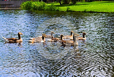 Ducks in the vondelpark swimming in the canal Stock Photo