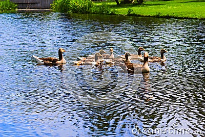 Ducks in the vondelpark swimming in the canal Stock Photo