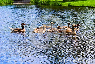 Ducks swimming in the vondelpark swimming in the canal Stock Photo