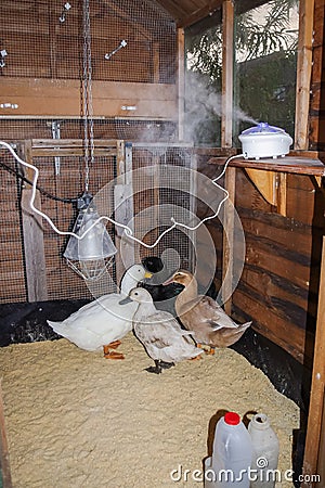 Ducks in their duck house with diffuser running. Vertical. Stock Photo