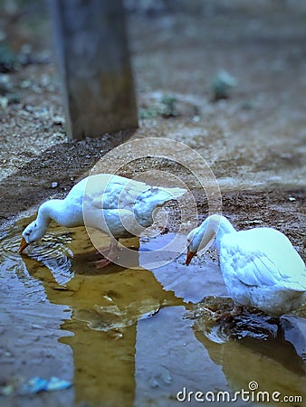 Ducks in thirst Stock Photo