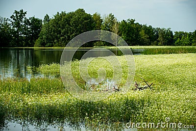 Ducks, tranquil pond Stock Photo