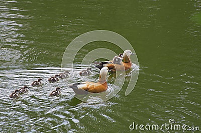 Ducks on water Stock Photo