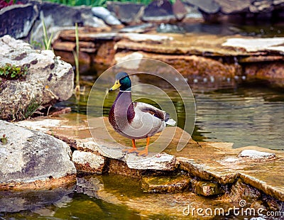 Ducks wild brown ducks are very beautiful with a rare color Stock Photo