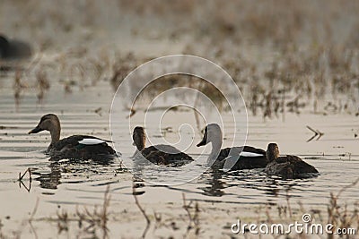 Ducks in the wild, nature series, Family of Ducks in the lake Stock Photo
