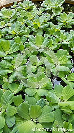 Duckweed, aqua plants. Stock Photo