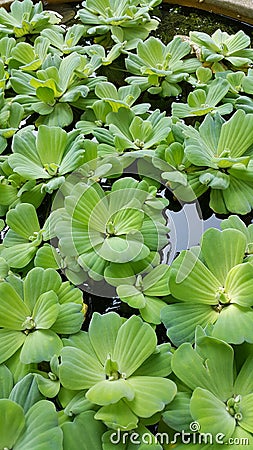 Duckweed, aqua plants. Stock Photo