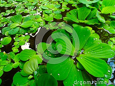 Duckweed. Green, vertebrate. Duckweed as background or texture. Stock Photo