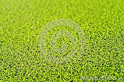 Duckweed, Natural Green Duckweed on The water Stock Photo