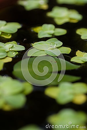 Duckweed natural with water drop Stock Photo