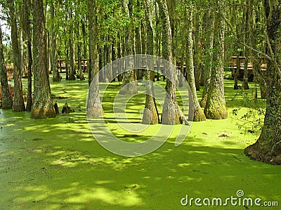 Duckweed Swamp Stock Photo