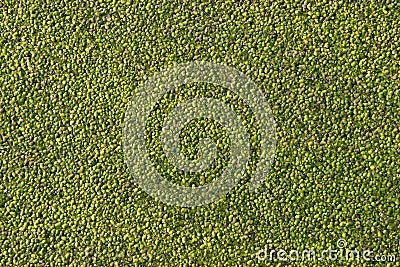 Duckweed in swamp uniform abstract background green circles balls roundels Stock Photo