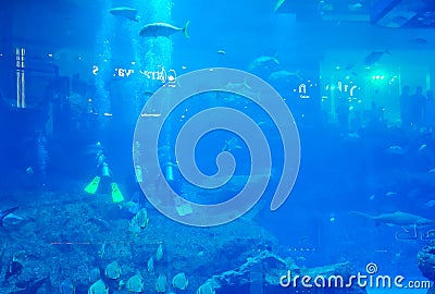 Dudai, UAE - March,18,2023: Huge aquarium with fish in the Dubai Mall in Dubai, UAE Editorial Stock Photo