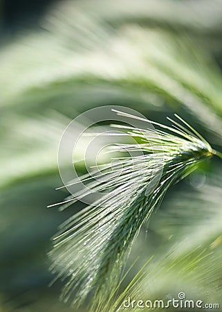 Due covered grass background backlight Stock Photo