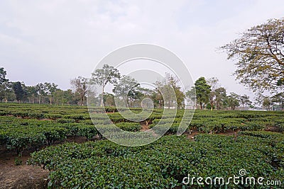 Due to the favorable environment for tea cultivation, many tea gardens have developed in North Bengal. Stock Photo
