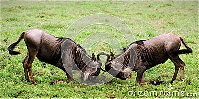 Duel. Stock Photo