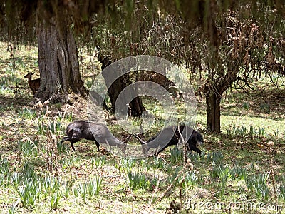 Duel of two male Menelik Bushbuck, Tragelaphus scriptus menelik, Bale National Park, Ethiopia Stock Photo