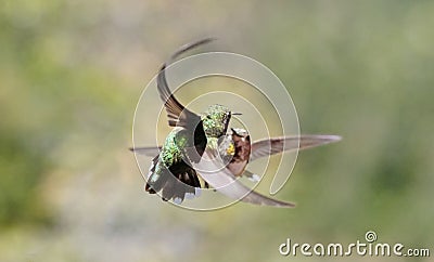 Dueling Hummingbirds Fight for Territory Stock Photo