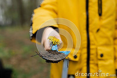Dug dandelion on a shoulder blade with earth. Gardening concept Stock Photo