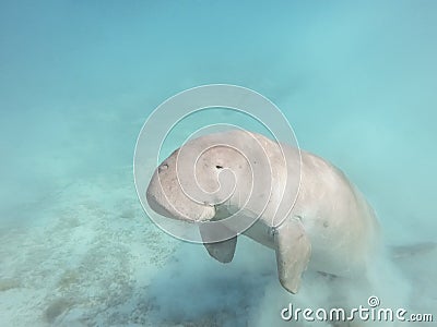 Dugong dugon. The sea cow. Stock Photo