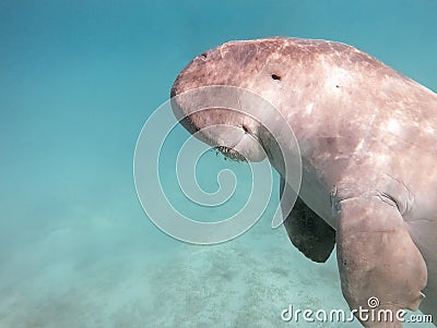 Dugong dugon. The sea cow. Stock Photo