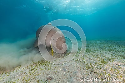 Dugong (dugong dugon) or seacow in the Red Sea. Stock Photo