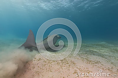 Dugong (dugong dugon) or seacow in the Red Sea. Stock Photo