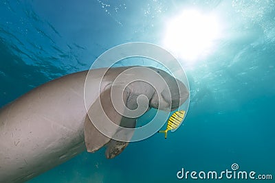 Dugong (dugong dugon) or seacow in the Red Sea. Stock Photo