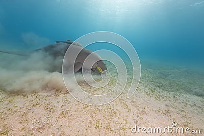 Dugong (dugong dugon) or seacow in the Red Sea. Stock Photo