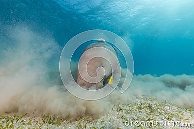 Dugong (dugong dugon) or seacow in the Red Sea. Stock Photo