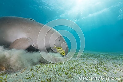 Dugong (dugong dugon) or seacow in the Red Sea. Stock Photo