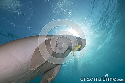 Dugong (dugong dugon) or seacow in the Red Sea. Stock Photo