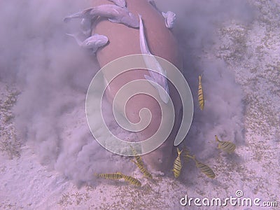 Dugong - Seacow eating underwater Stock Photo