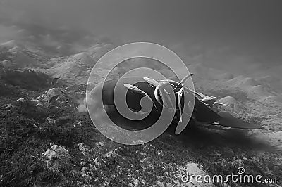 Dugong - Seacow eating underwater Stock Photo