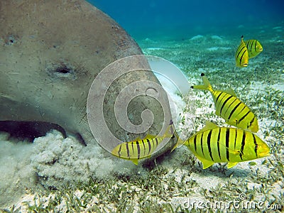 Dugong (dugong dugon) or seacow in the Red Sea. Stock Photo