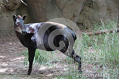 Duiker, Yellow-backed (Cephalophus silvicultor) Stock Photo