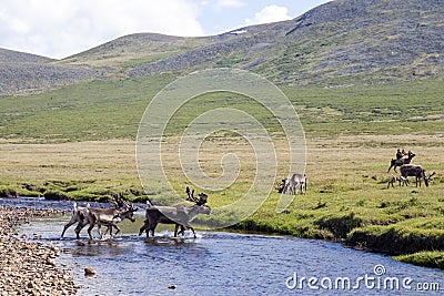Dukha people herding reindeer in northern Mongolia Editorial Stock Photo