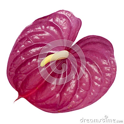 Dull magenta Anthurium Stock Photo