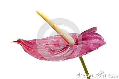 Dull magenta Anthurium Stock Photo