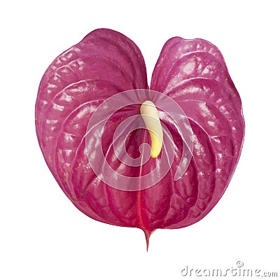 Dull magenta Anthurium Stock Photo